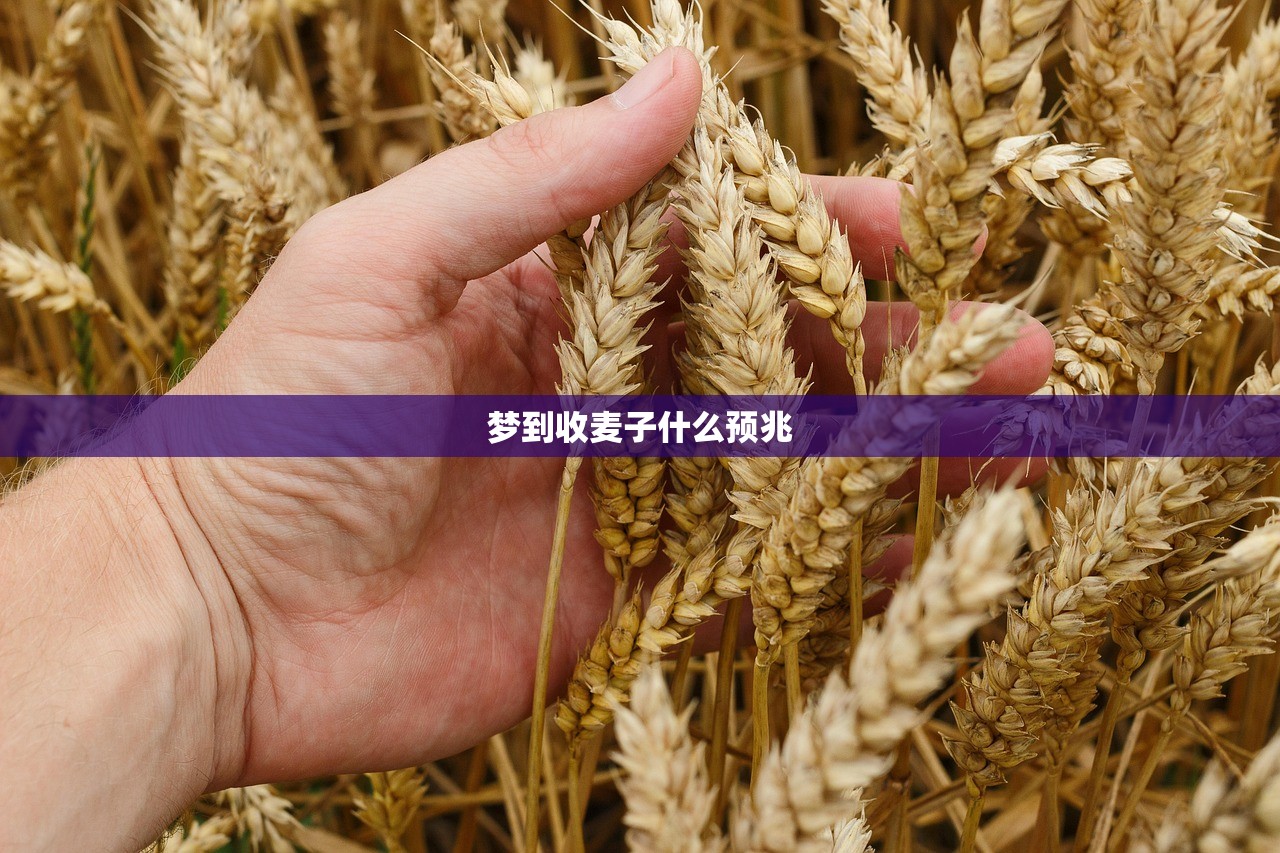 梦到收麦子什么预兆 梦到收麦子什么预兆