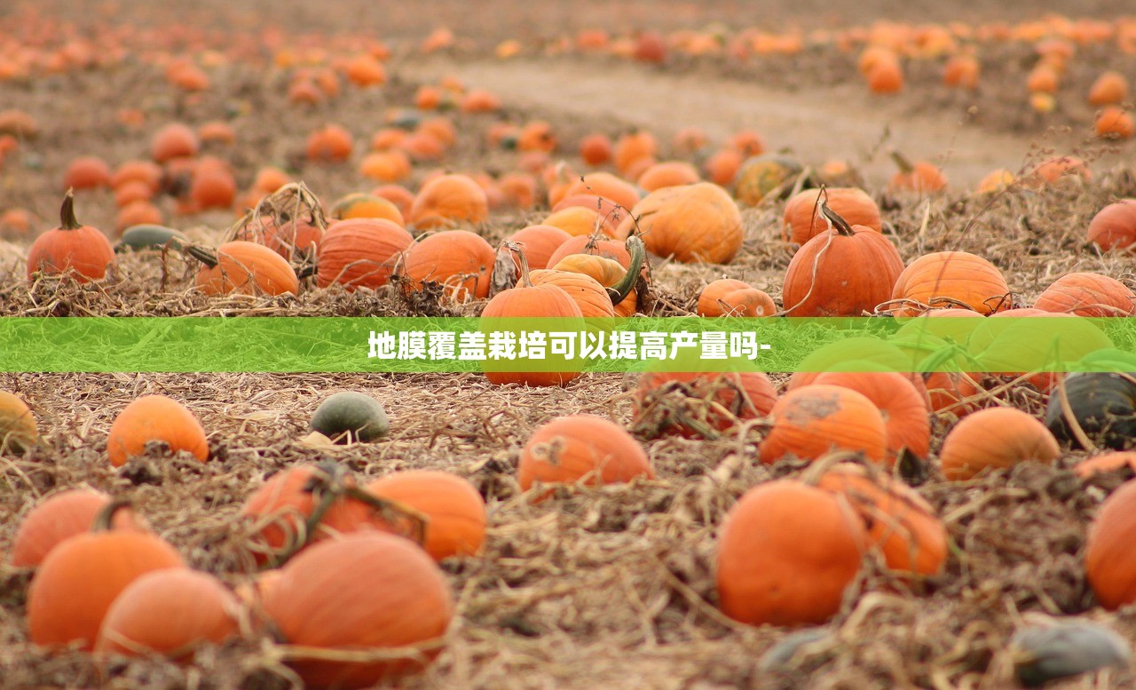 地膜覆盖栽培可以提高产量吗- 地膜覆盖栽培可以提高产量吗-